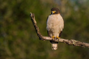 Roadside Hawk perched, calden forest, La Pampa , Argentina