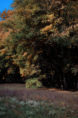 Autumn forest landscape. Yellowed leaves on trees in a national park. Orange and green shades of deep autumn. Calm and windless sunny weather.