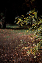 Autumn forest landscape. Yellowed leaves on trees in a national park. Orange and green shades of deep autumn. Calm and windless sunny weather.