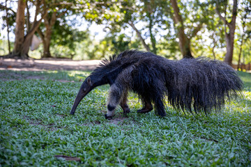 Anteater in the Peruvian jungle. In the Amazon jungle, near Iquitos, Peru. South America.