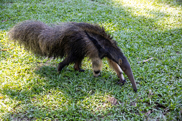 Anteater in the Peruvian jungle. In the Amazon jungle, near Iquitos, Peru. South America.