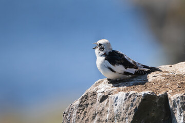 Snow bunting - Plectrophenax nivalis insulae male in breeding plumage singing on rock at blue background. Photo from Grimsey Island in Iceland.