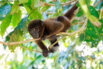 Small Peruvian jungle monkey. In the Amazon jungle, near Iquitos, Peru. South America.