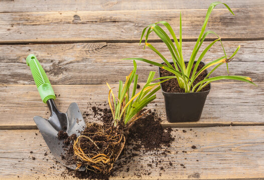 Daylily (Hemerocalis), garden spade on garden table