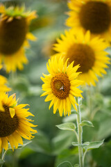A bee on the sunflower