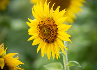 A bee on the sunflower