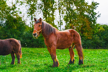 Large and Strong Cold-blooded Draft Horse, Stands Majestically on the Green Meadow