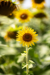 Sunflower growing on the field
