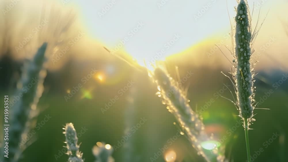 Poster a closeup shot reveals the delicate web of frost on the tips of the grass sparkling in the early mor