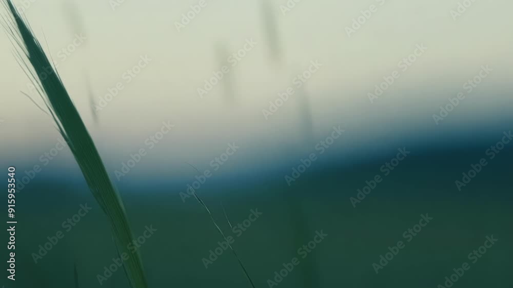 Poster Closeup of a single blade trembling with the slightest movement of air revealing the intricate details of its texture and color.