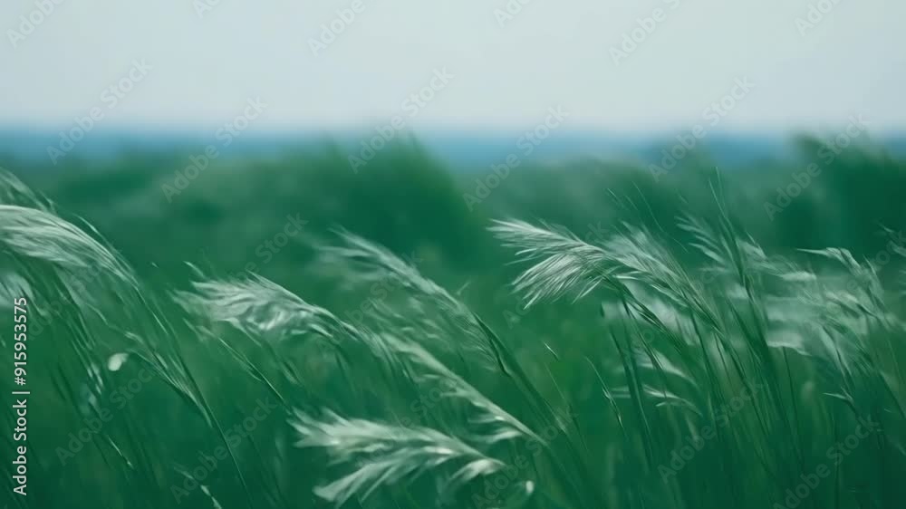 Poster like a sea of green the tall grasses ebb and flow in the wind creating a peaceful yet dynamic scene.