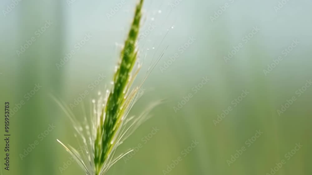 Poster a closeup of a single slender grass shoot its thin blade gently swaying in the breeze.