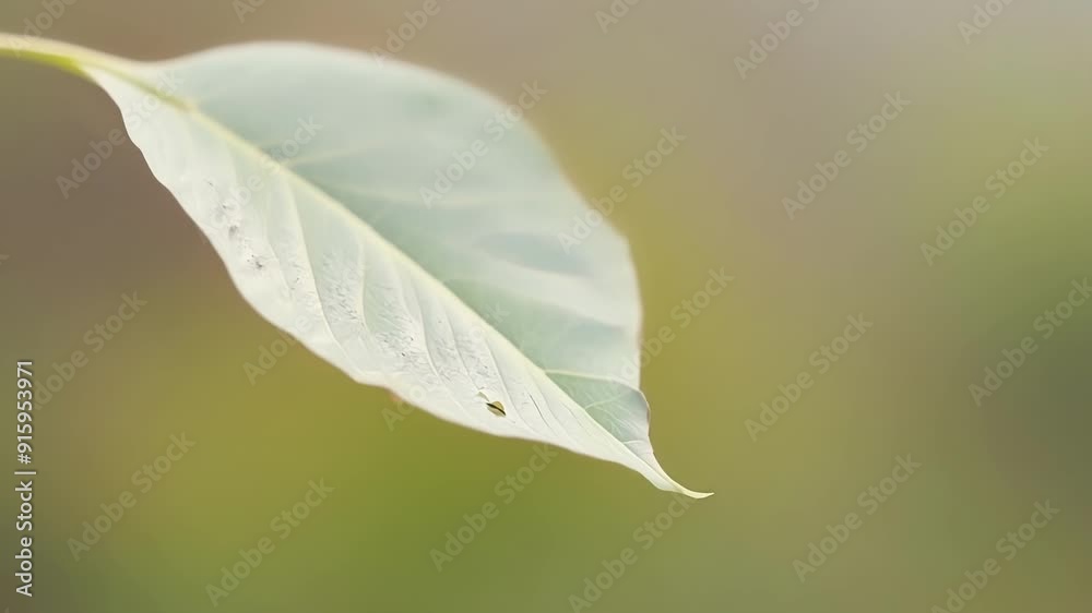 Poster closeup shot of a single delicate leaf being gently blown away by a gust of wind showcasing the frag