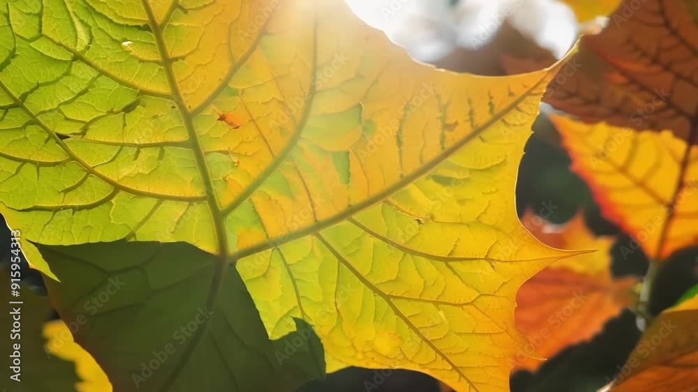 Poster Macro shot of a of leaves each one showcasing a different stage in its colorchanging process as they come together to create a beautiful and natural mosaic.