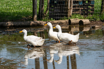 Three White Ducks Happy in a Puddle of Water on an Animal Sanctuary
