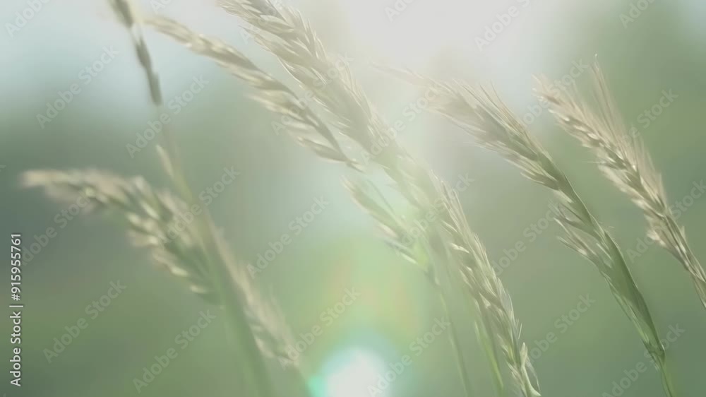 Leinwandbilder a closeup of thin delicate stems in varying shades of green twisting and turning as if dancing in th