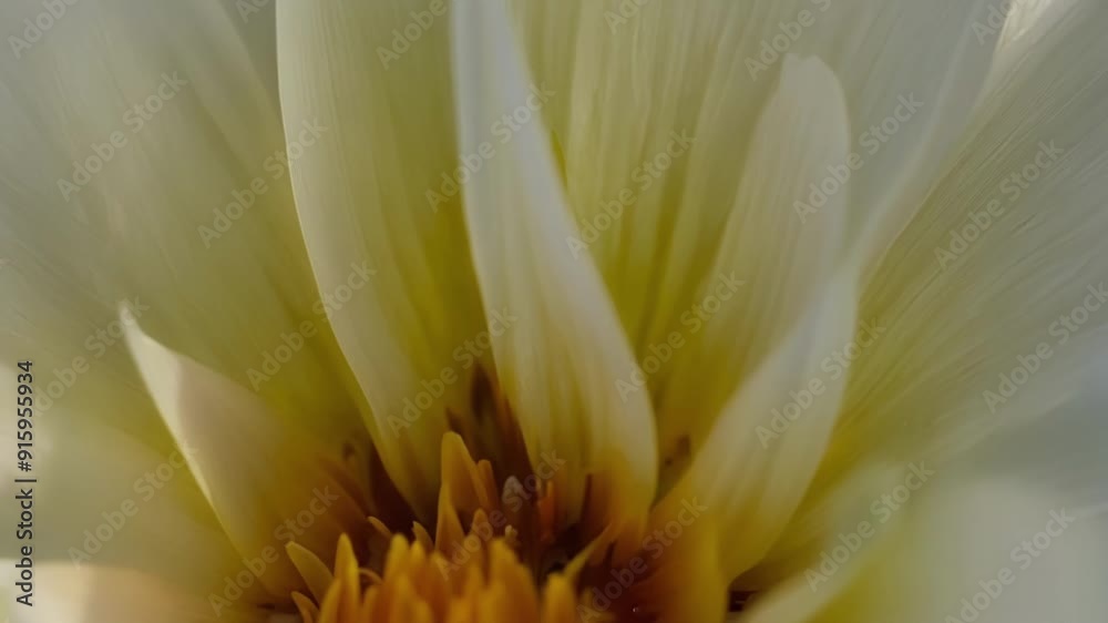 Aufkleber A macro view of a buds center its layers upon layers of petals creating a breathtaking visual.