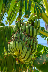 green bananas on a branch as a background.