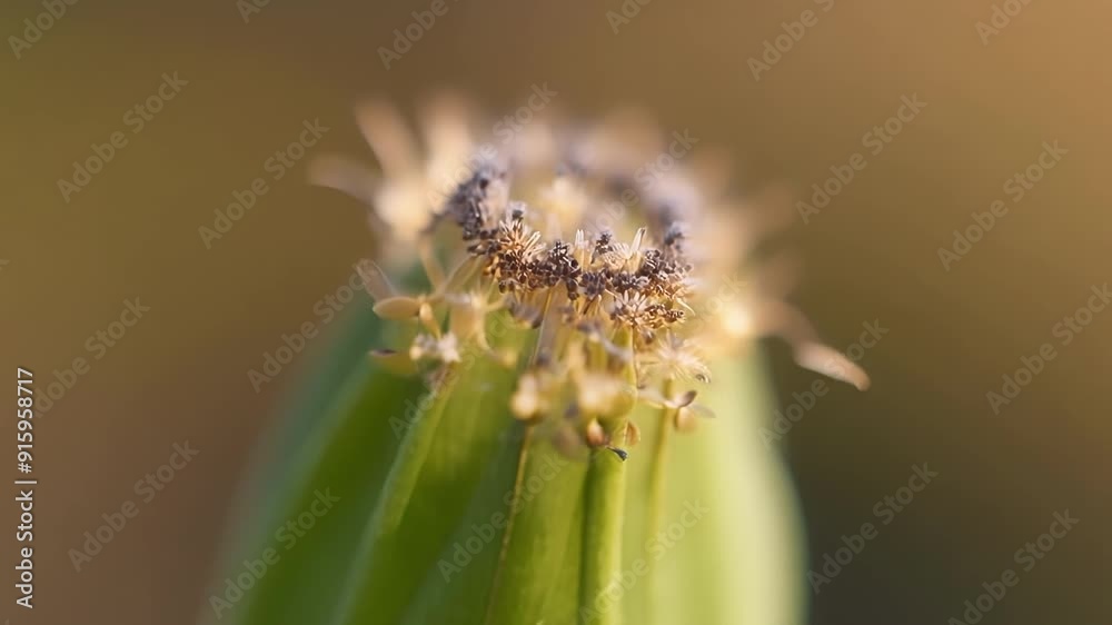 Poster detailed footage of a stamen revealing the intricate lines and patterns on its surface.