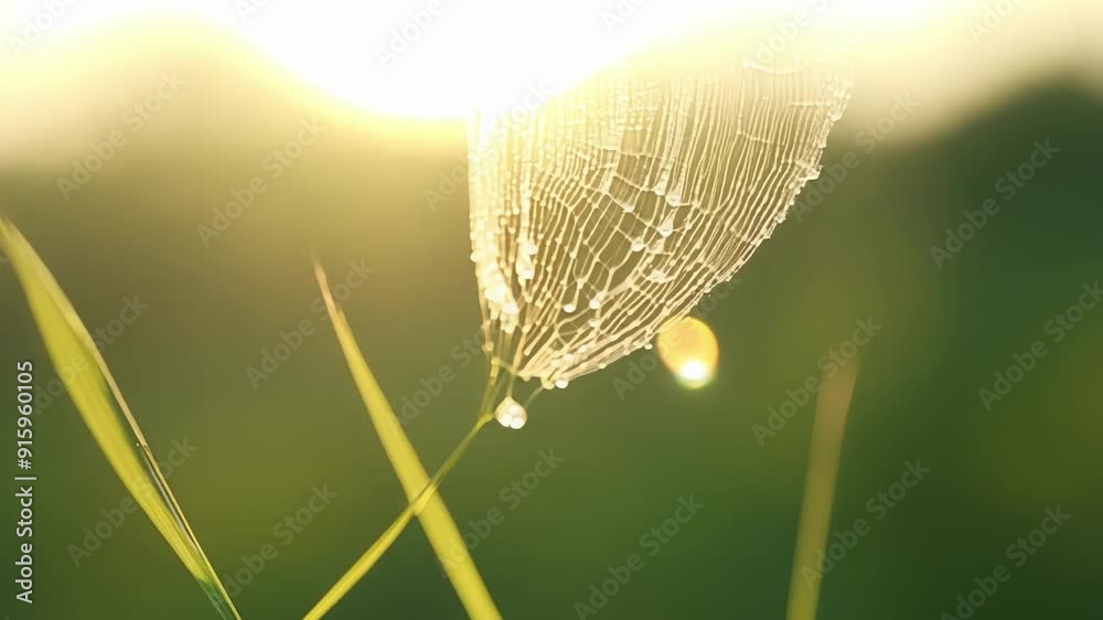 Poster a dewcovered spider web attached to a blade of grass with each silvery strand glistening in the morn