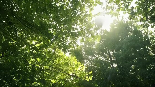 A peaceful and serene view of sunlight streaming through a dense thicket of leaves creating a serene and serene atmosphere.