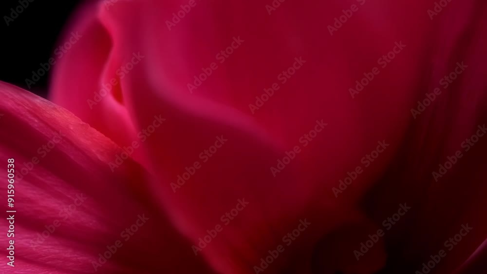 Leinwandbilder in extreme closeup the camera explores the deep rich color of a red flower petal revealing the subtl