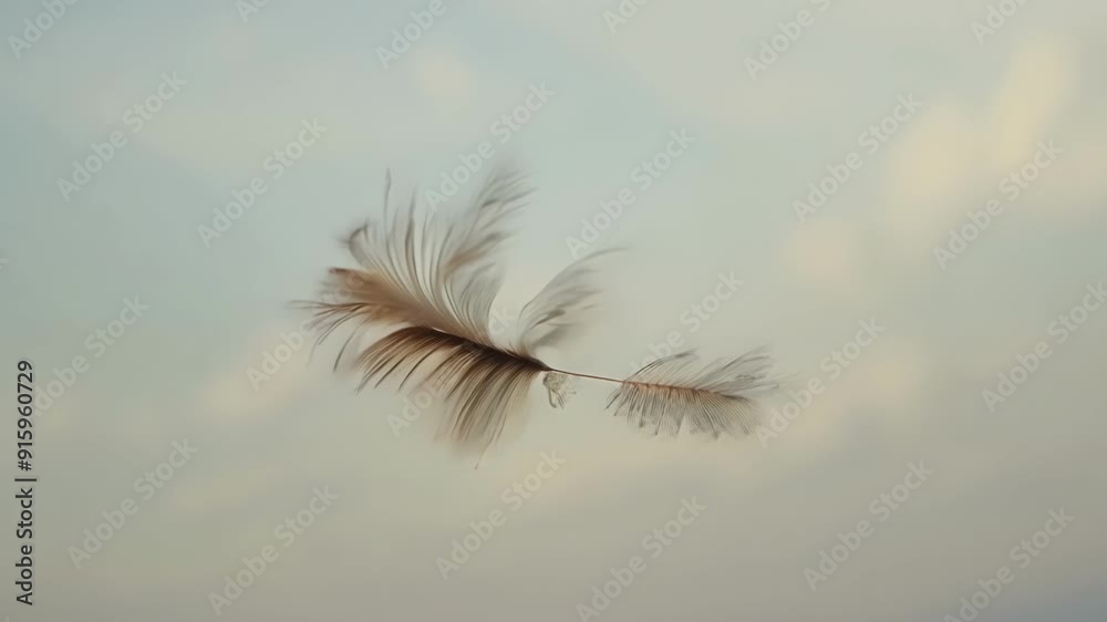 Poster A feather floats down from the sky twirling and spinning as it descends caught in the winds playful grasp.