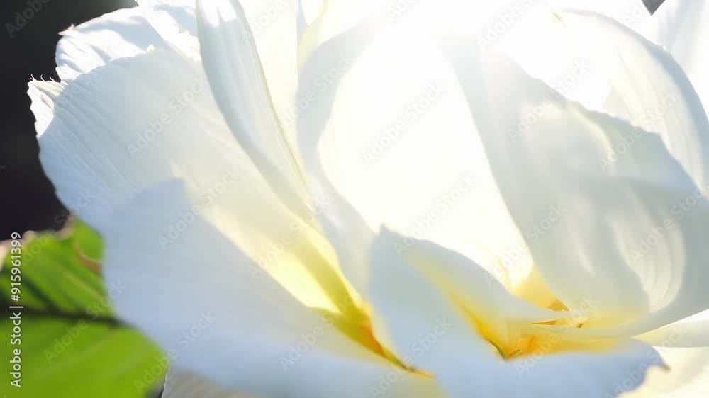 Poster The camera zooms in on the intricate folds of a white peony capturing the way the sunlight filters through its layers creating a dreamy and ethereal effect.