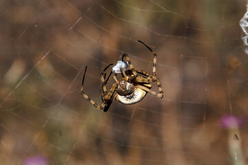 Araña tejedora de esfera negra y amarilla (Argiope lobata) con la cena servida