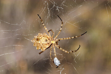 La majestuosa Araña tejedora de esfera negra y amarilla (Argiope lobata)