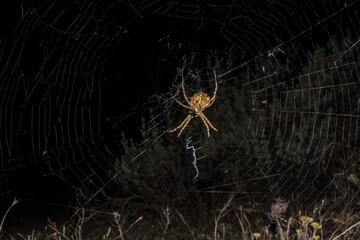 Trampa mortal de una Araña tejedora de esfera negra y amarilla (Argiope lobata)