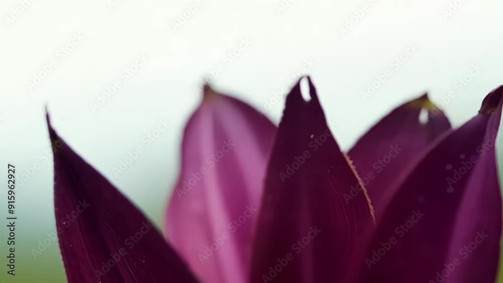 Poster a closeup of a wildflower with a deep burgundy hue showing the fine s and crinkled edges of its peta