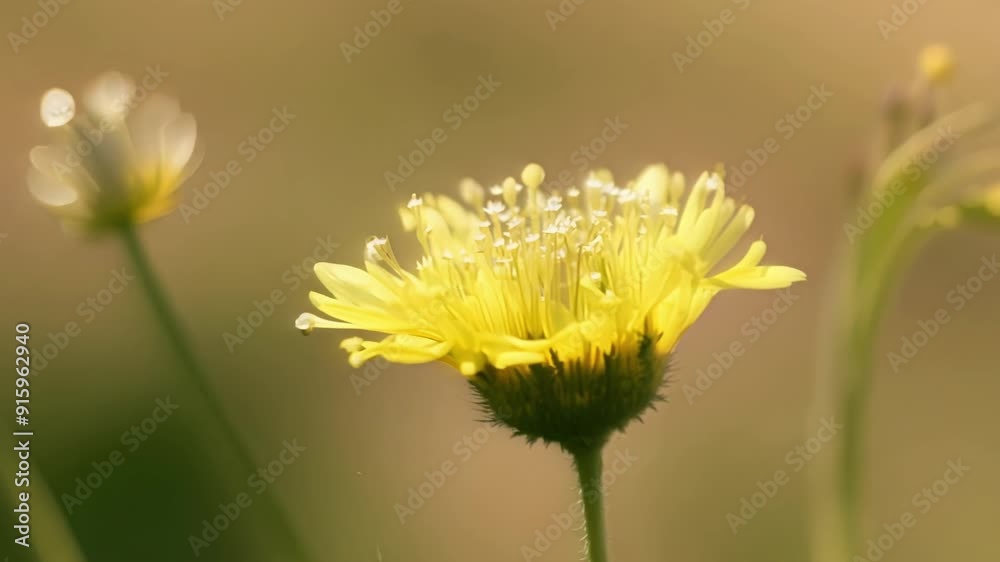 Poster the camera focuses on a of tiny yellow wildflowers providing a stunning view of their delicate petal