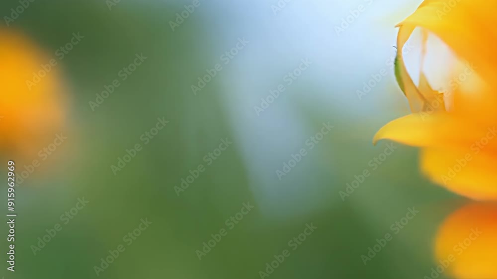 Poster a clear closeup shot of a wildflower with a bright and cheery orange hue revealing the intricate pat