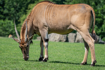 Fototapeta premium Antelope moose in whole outdoors.