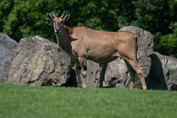 Antelope moose in whole outdoors.