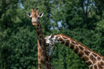 One giraffe crushes the neck of another.