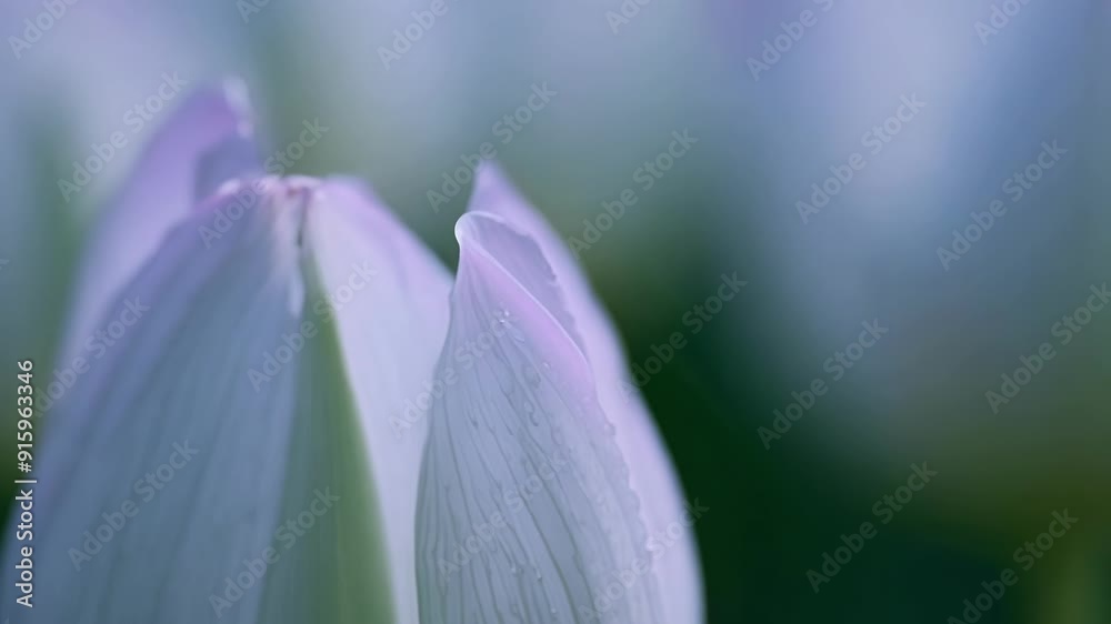 Poster raindrops delicately clinging to the intricate patterns of a blooming tulip enhancing its already st