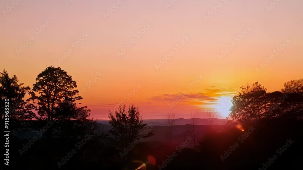 Poster the vibrant orange and pink hues of the sky shining through the silhouettes of tall slender trees cr