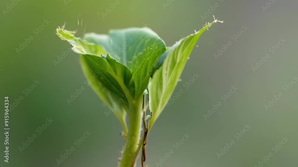 Poster closeup footage of a seed husk splitting open to reveal a young seedling with its first tiny roots s