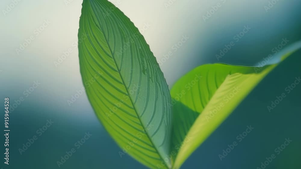 Poster Slow motion footage of a leaf bud bursting open with each individual leaf appearing to dance and sway in the wind.