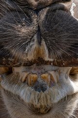 A camel nibbles on a metal rod.