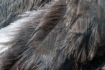Detail of gray feathers on an ostrich. © lapis2380