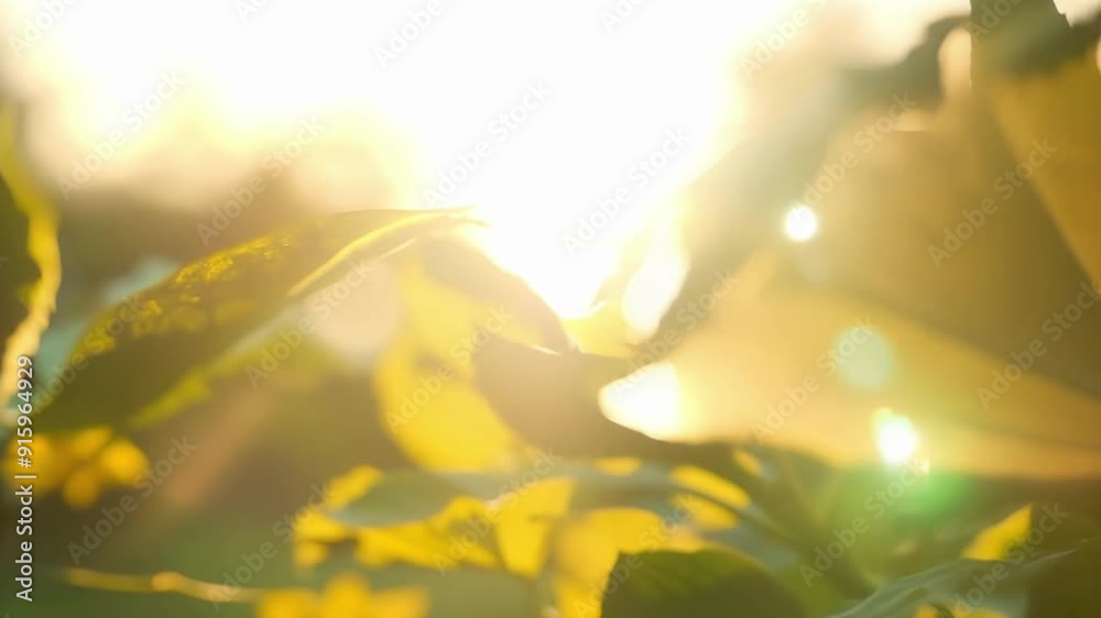 Poster sunlight shines through the transparent wings casting dappled shadows on nearby leaves and flowers.