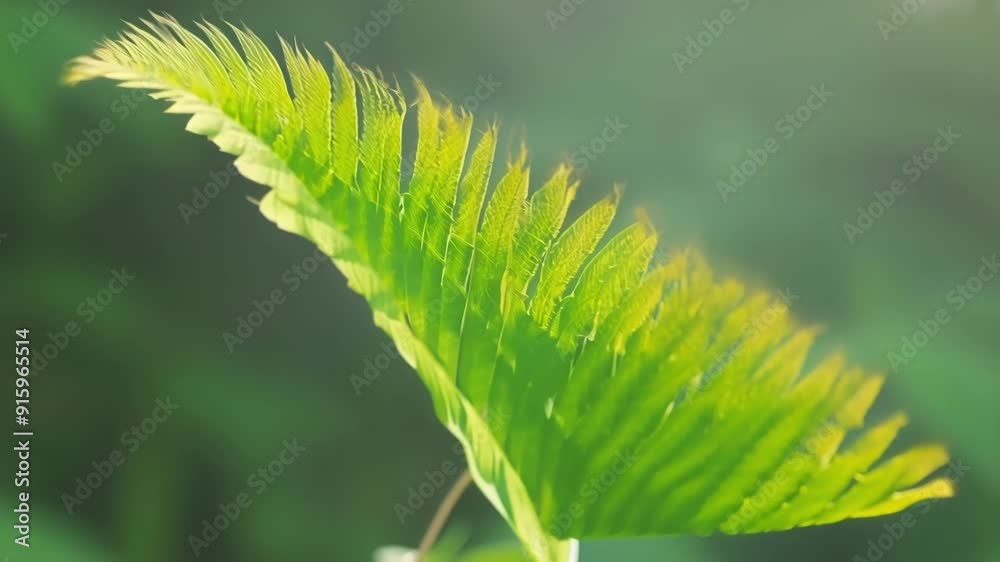 Poster The camera focuses on the tip of a fern frond as it uncoils showcasing its vibrant green color and soft feathery texture.