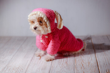 Studio portrait of white maltese adorable puppy. Portrait of a small dog. Cute pink sweater with a...