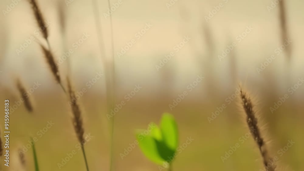 Poster the camera focuses on a patch of brown deadlooking grass until a small sprout of bright green appear