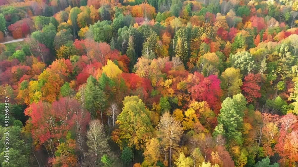 Poster a birds eye view of a lush forest shows the leaves gradually changing colors from green to red yello