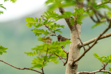 little bird singing on the tree in massvassbu in the fjord of andalsnes in norway
