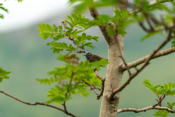 little bird singing on the tree in massvassbu in the fjord of andalsnes in norway